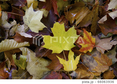 カナダの紅葉 カナダの紅葉 66063936