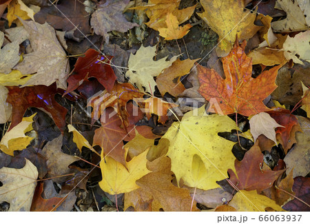 カナダの紅葉 カナダの紅葉 66063937