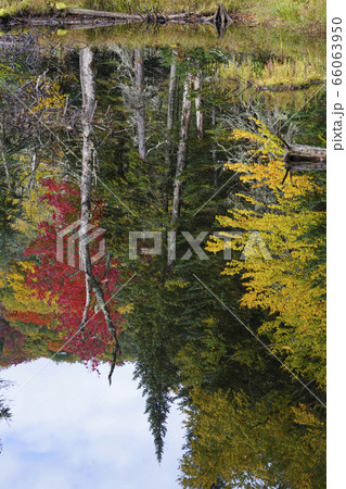 カナダの紅葉 66063950