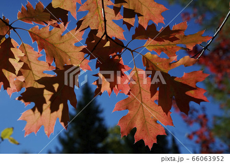 カナダの紅葉 カナダの紅葉 66063952