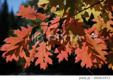 カナダの紅葉 カナダの紅葉 66063953