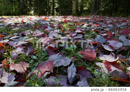 カナダの紅葉 カナダの紅葉 66063956