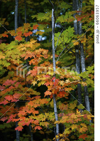 カナダの紅葉 66063957