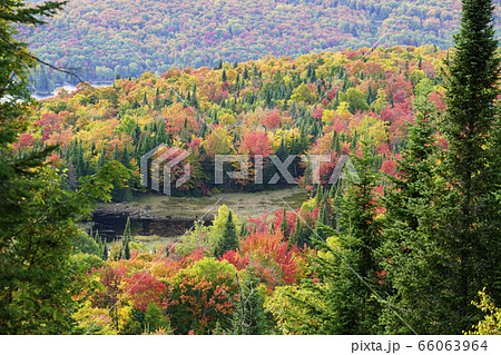 カナダの紅葉 66063964