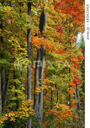 カナダの紅葉 カナダの紅葉 66063969