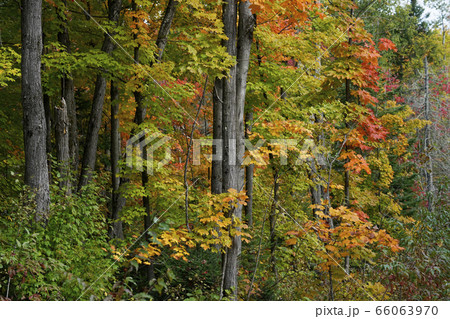 カナダの紅葉 66063970