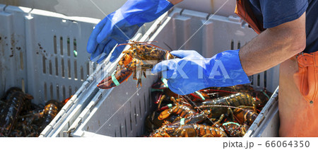 Close up of live Maine lobster being held by 66064350