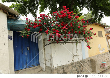 バラ 緑 フェンス 66064409