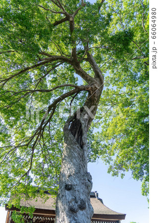 曼荼羅寺99 66064980
