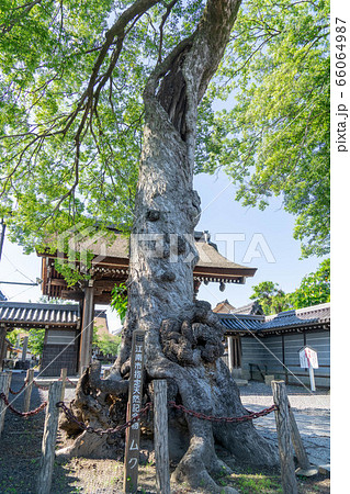 曼荼羅寺96 66064987