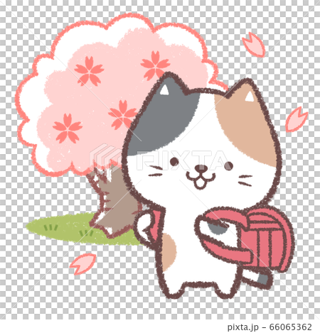 三毛ネコ入学式赤 66065362