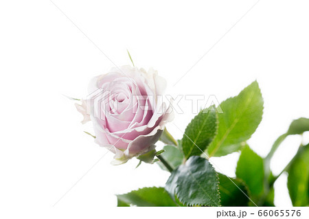 Beautiful flowers isolated on white studio background. Design elements. Blooming, spring, summertime. 66065576