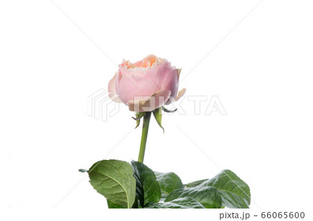 Beautiful flowers isolated on white studio background. Design elements. Blooming, spring, summertime. Beautiful flowers isolated on white studio background. Design elements. Blooming, spring, summertime. 66065600
