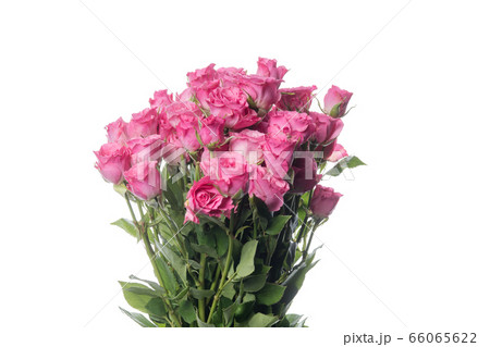 Beautiful flowers isolated on white studio background. Design elements. Blooming, spring, summertime. 66065622