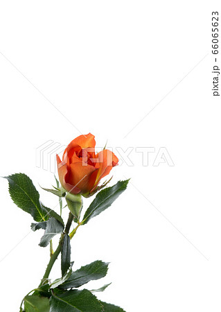 Beautiful flowers isolated on white studio background. Design elements. Blooming, spring, summertime. 66065623