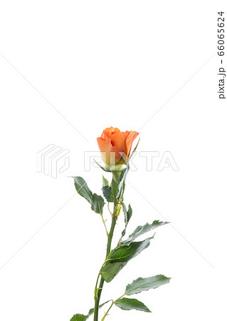 Beautiful flowers isolated on white studio background. Design elements. Blooming, spring, summertime. 66065624