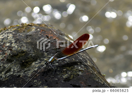 ニホンカワトンボ ニホンカワトンボ 66065625