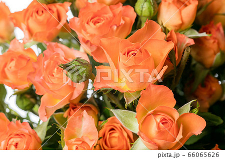 Beautiful flowers isolated on white studio background. Design elements. Blooming, spring, summertime. 66065626