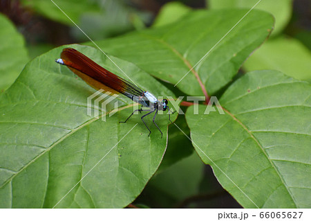 ニホンカワトンボ 66065627