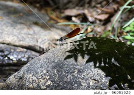 ニホンカワトンボ 66065629