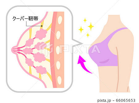 バストアップ 女性の体と断面図のイラスト素材