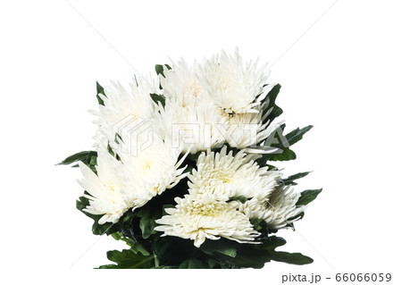 Beautiful flowers isolated on white studio background. Design elements. Blooming, spring, summertime. 66066059