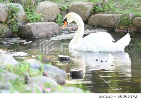 水上に浮かぶ1羽の白鳥 水上に浮かぶ1羽の白鳥 66066142
