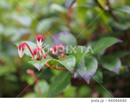 アカモノ 66066680