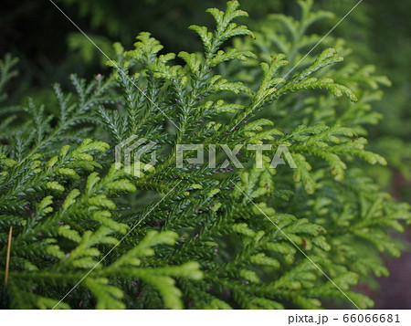 アスナロ 66066681