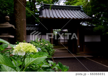 東京都杉並区堀ノ内 妙法寺の紫陽花 東京都杉並区堀ノ内 妙法寺の紫陽花 66066691