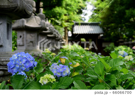 東京都杉並区堀ノ内 妙法寺 紫陽花と燈籠 66066700