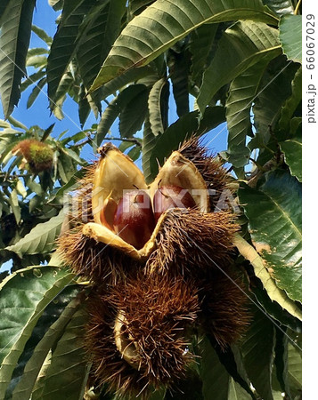 立派な栗 66067029