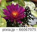 鉢の中のパープルファンタジー④ 66067075