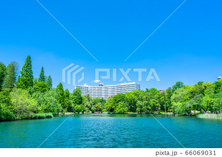 東京　春の井の頭公園 66069031