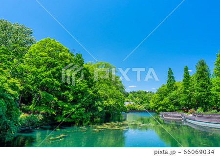 東京 春の井の頭公園 東京 春の井の頭公園 66069034