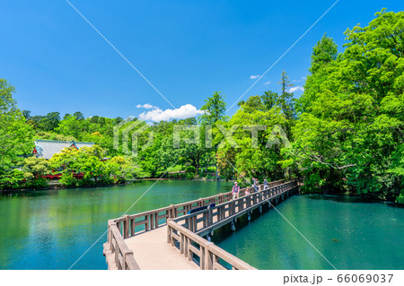 東京　春の井の頭公園 66069037