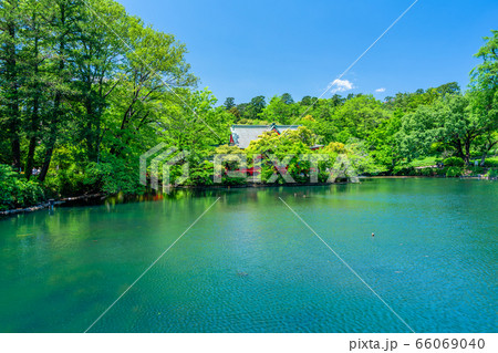 東京 春の井の頭公園 東京 春の井の頭公園 66069040