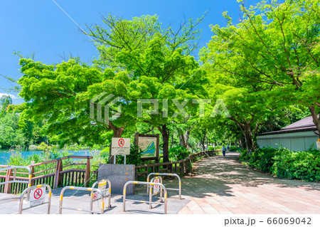 東京　春の井の頭公園 66069042