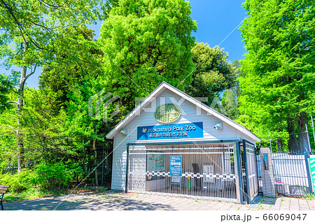 東京　春の井の頭公園 66069047