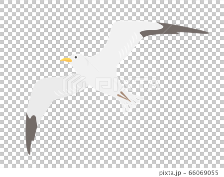 Illustration of a gull 66069055