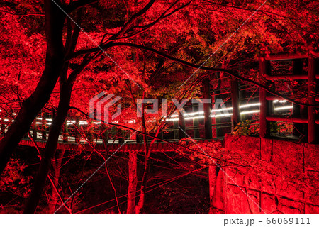 花貫渓谷 ライトアップ夜景 秋 （茨城県高萩市） 2019年11月撮影 66069111