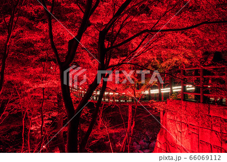 花貫渓谷 ライトアップ夜景 秋 （茨城県高萩市） 2019年11月撮影 66069112