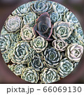 エケベリア寄せ植え 66069130