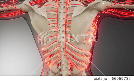 Blood Vessels of Human Body 66069756
