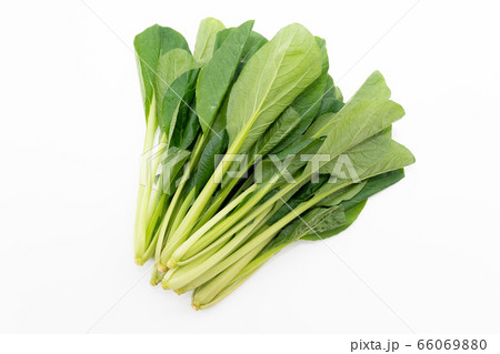 小松菜 小松菜 66069880