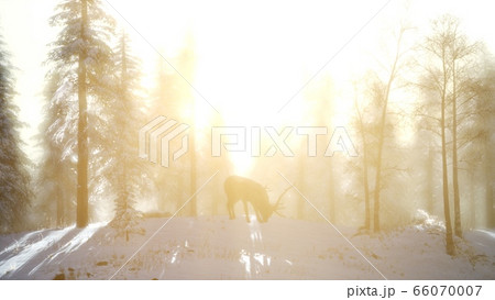 Proud Noble Deer Male in Winter Snow Forest 66070007