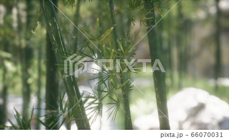 Green Bamboo trees forest background Green Bamboo trees forest background 66070031