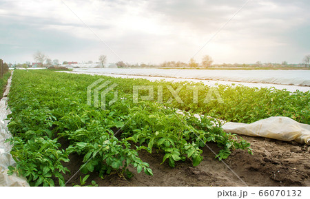 Plantation of young potatoes grow in the field. Growing organic vegetables. Agribusiness. Farming, agriculture. Selective focus 66070132