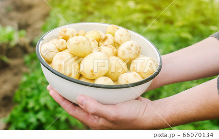 Farmer holds freshly picked potatoes in the field. Harvesting, harvest. Organic vegetables. Agriculture and farming. Potato in a bowl. Selective focus. Farmer holds freshly picked potatoes in the field. Harvesting, harvest. Organic vegetables. Agriculture and farming. Potato in a bowl. Selective focus. 66070134