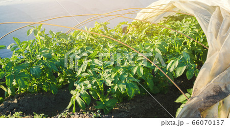 Growing young potatoes under agrofibre in small greenhouses. Spunbond to protect against frost and keep humidity of vegetables. Farming and agriculture. Countryside. Selective focus Growing young potatoes under agrofibre in small greenhouses. Spunbond to protect against frost and keep humidity of vegetables. Farming and agriculture. Countryside. Selective focus 66070137